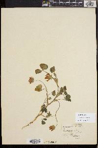 Trifolium fucatum image