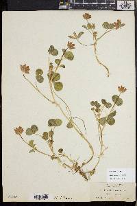 Trifolium fucatum image