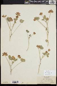 Trifolium fucatum image