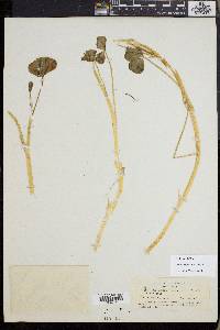 Trifolium fucatum image
