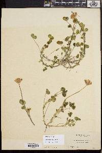 Trifolium fucatum image
