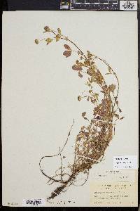Trifolium variegatum image