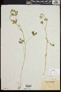 Trifolium variegatum image