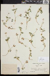 Trifolium amabile image