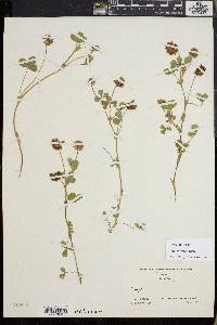 Trifolium amabile image