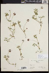 Trifolium amabile image