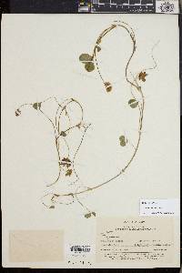 Trifolium amabile image