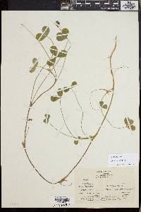 Trifolium amabile image