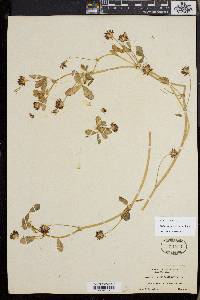 Trifolium variegatum image