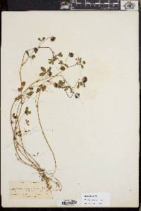 Trifolium variegatum image