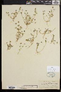 Trifolium variegatum image