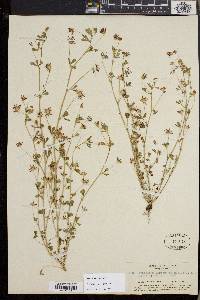 Trifolium variegatum image