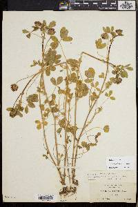 Trifolium variegatum image