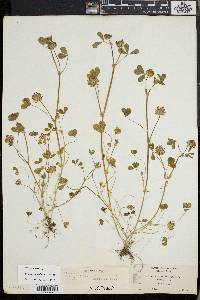 Trifolium variegatum image