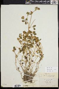 Trifolium variegatum image