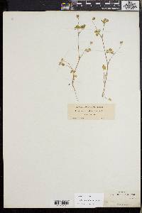 Trifolium microdon image