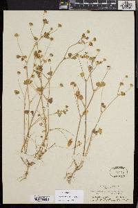 Trifolium microdon image