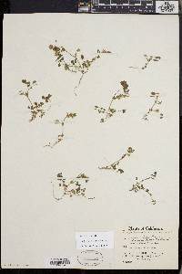 Trifolium microcephalum image