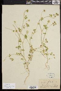 Trifolium microdon image