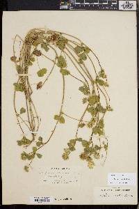Trifolium microdon image