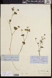 Trifolium microdon image