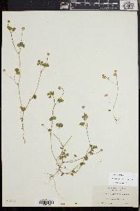 Trifolium microdon image
