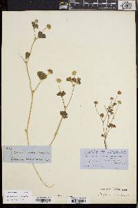Trifolium microdon image