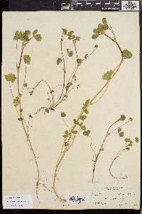 Trifolium microdon image