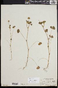 Trifolium microdon image