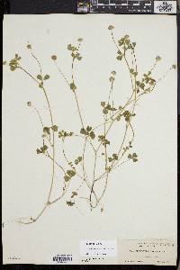 Trifolium microdon image