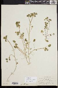Trifolium microdon image