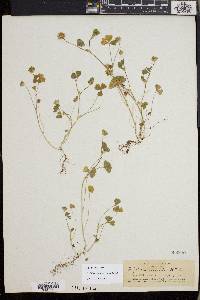 Trifolium microdon image