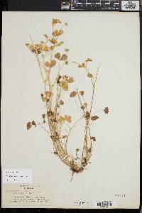 Trifolium microdon image