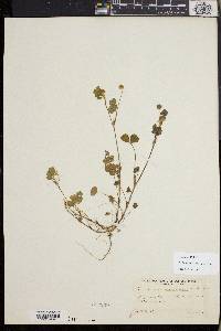 Trifolium microdon image