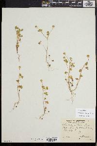 Trifolium microdon image
