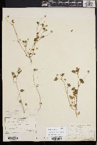 Trifolium microdon image
