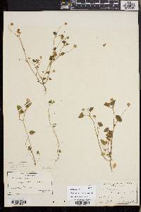 Trifolium microdon image