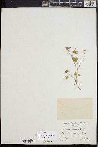 Trifolium microdon image