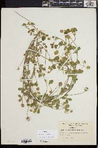 Trifolium microcephalum image