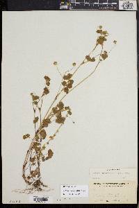 Trifolium microdon image