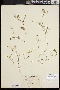 Trifolium microdon image