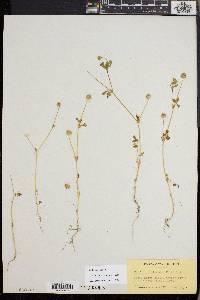 Trifolium microcephalum image