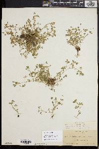 Trifolium monanthum subsp. parvum image