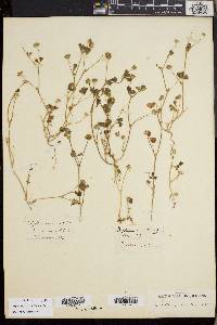 Trifolium microdon image