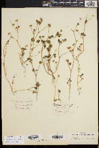 Trifolium microdon image