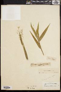 Dichanthelium ravenelii image