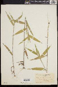 Dichanthelium ravenelii image