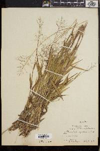 Dichanthelium villosissimum image