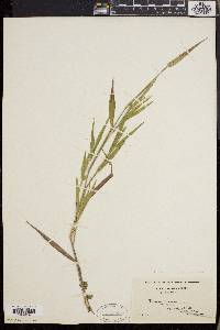 Dichanthelium villosissimum image