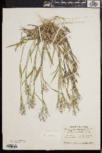 Dichanthelium villosissimum image